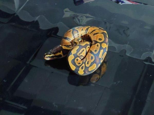Image 4 of CB 23 royal python pastel het pied female