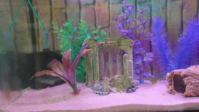 Image 2 of 3ft Axolotl or fish tank with accessories for sale