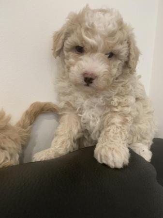 Image 6 of Stunning Maltipoo Puppies for sale