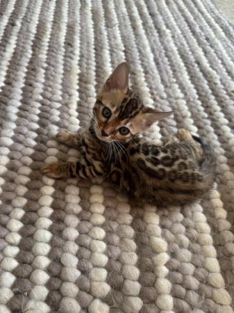 Image 35 of Tica bengal kittens for sale!