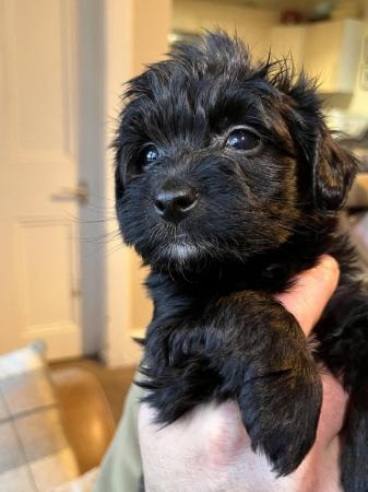 Image 5 of gorgeous shihpoo puppies