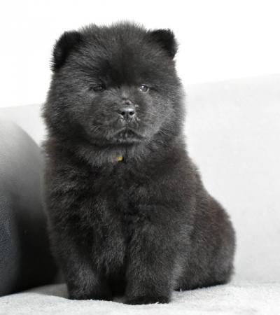 Image 2 of Chow chow puppies **READY TO GO**