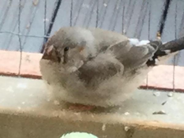 Image 1 of Mixed Finches For Sale Male  Female