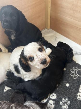 Image 6 of Kc registered cocker spaniel pups ready 25 th April