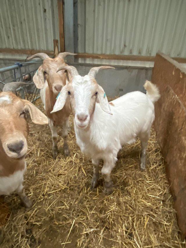 Preview of the first image of Various goats for sale various breeds, ages & prices..