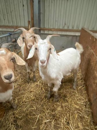 Image 1 of Various goats for sale various breeds, ages & prices.