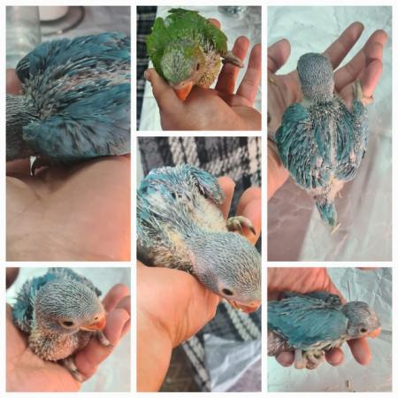 Image 4 of Indian ringneck baby birds available
