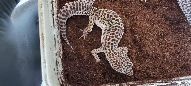 Image 8 of 2023 juvenile leopard geckos £50 each