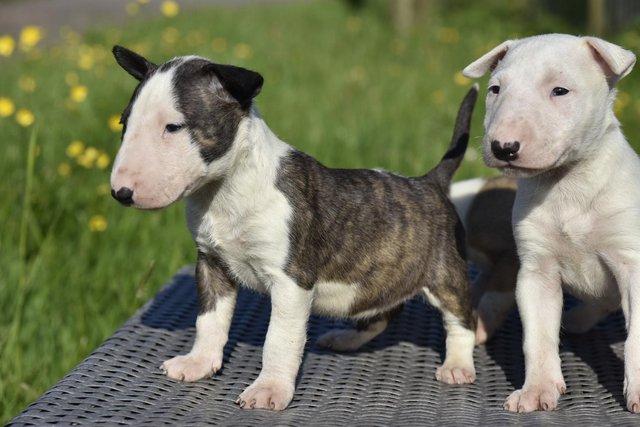 Image 10 of Top class english bull terrier puppies