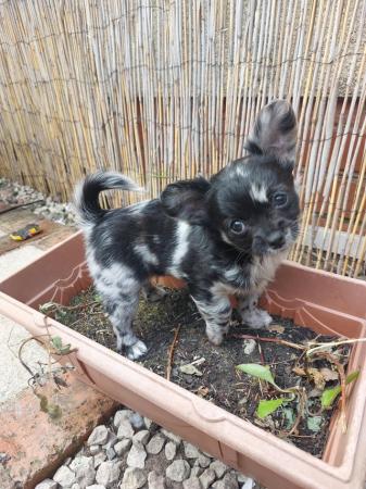 Image 6 of Chihuahua pups AVAILABLE