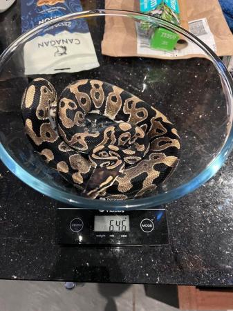 Image 4 of Multiple  ball pythons for sale
