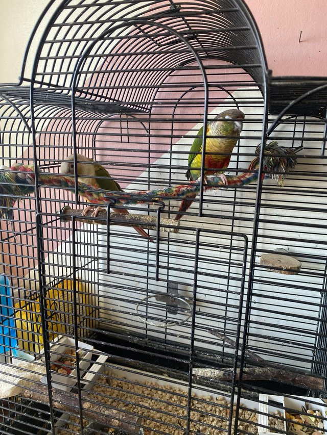 Breeding pair of conures