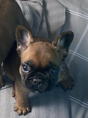 Image 1 of 2 red frenchie pups ready Monday