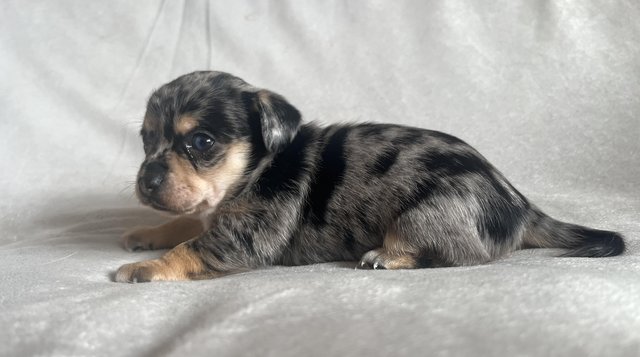 Image 4 of **REDUCED** 2 beautiful Jack-chi boy puppies ready 1/5/2024