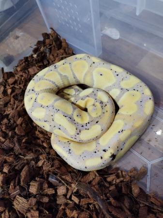 Image 5 of Male Royal Pythons for sale mix of ages/prices