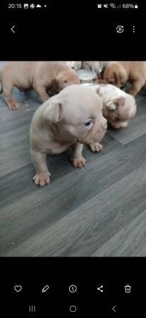 Image 7 of Pocket bulldogs forsale reduced