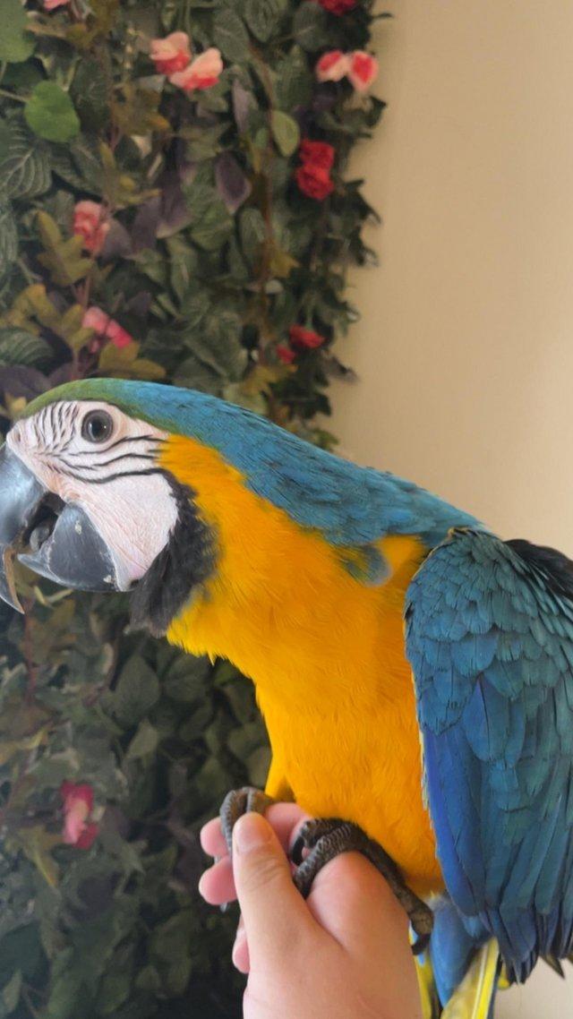 Preview of the first image of Super Silly Tame Baby BlueAnd Gold Macaws LAST ONE LEFT.