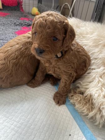 Image 2 of *DNA HEALTH TESTED* Cavapoo puppies
