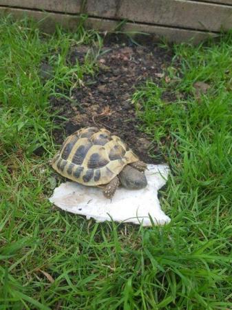 Image 1 of Hermanns Tortoises 2022 Hatched