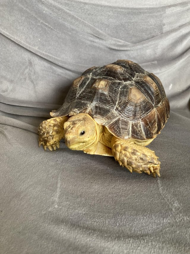Preview of the first image of 3 year old Sulcata Tortoise.