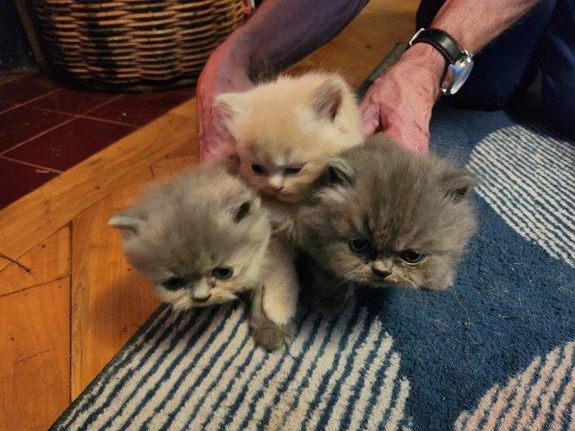 Preview of the first image of 10 week old Persian kittens available.