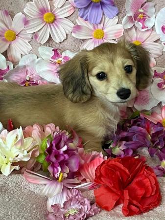 Image 1 of Beautiful Mini Longhaired English cream Dachshund puppies