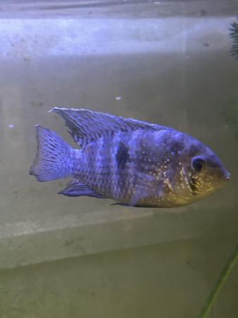 Image 3 of Tropical fish for sale mixed varieties
