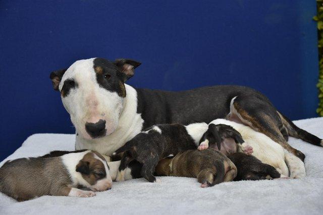 Image 4 of Top class english bull terrier puppies
