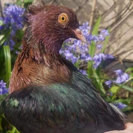 Image 4 of Young hand reared archangel pigeon for sale!