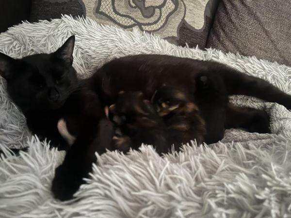 Image 4 of Mixed colour kittens looking for there forever home