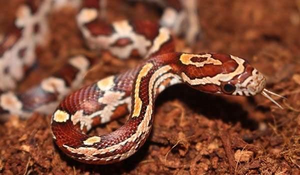 Image 6 of Baby Corn Snakes available now