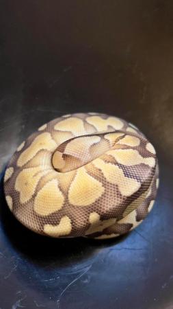 Image 4 of Female ball python cute girl python