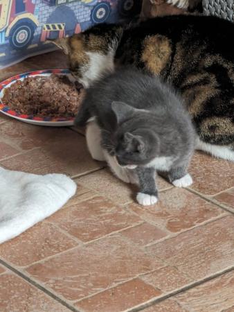 Image 5 of Grey and black kittens in frodsham