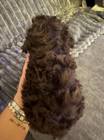 Image 10 of One left! REDUCED READY NOW Gorgeous cockapoo puppies.