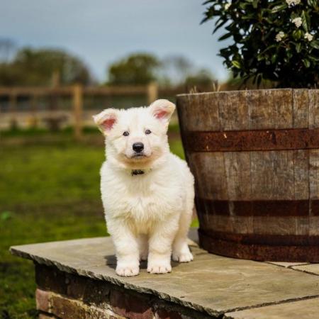 Image 8 of White GSD Puppies for sale
