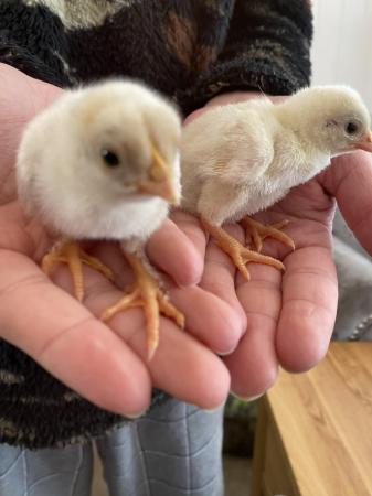 Image 2 of Baby chickens (chicks) leghorn and brown cross