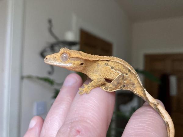 Image 2 of Stunning adult male Crestie plus some youngsters for sale
