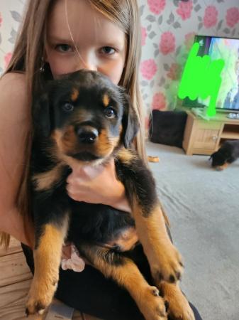 Image 6 of Beautiful chunky rottweiler puppies