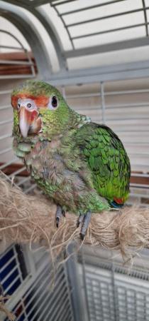 Image 10 of Handreared Tame Amazon parrots. **Super Rare**