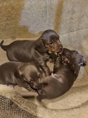 Image 2 of Kc registered pra clear miniature dachshunds