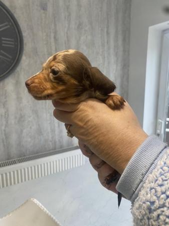 Image 14 of AdorableMiniature dachshunds puppies for sale