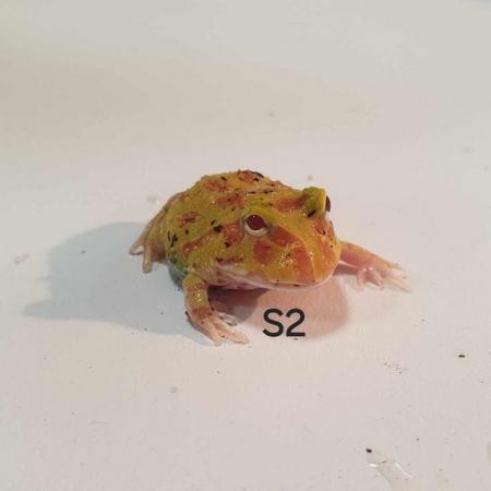 Image 6 of CB24 Pacman / Horned Frogs Available