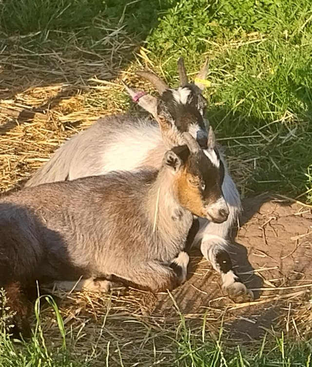 Preview of the first image of Nanny Pygmy Goat with Kid.