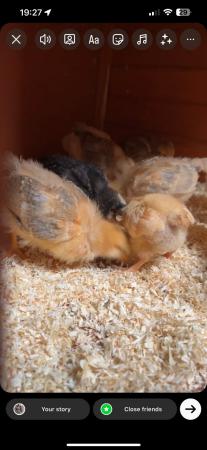 Image 5 of mixed breeds of chicks (un-sexed)