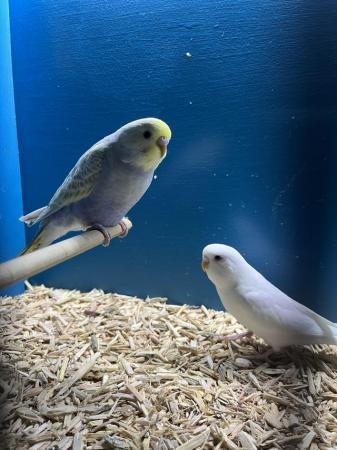 Image 2 of Beautiful baby budgies, stunning colours