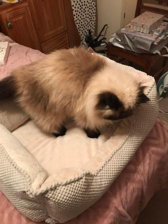 Image 3 of Brand new cream cat bed never used