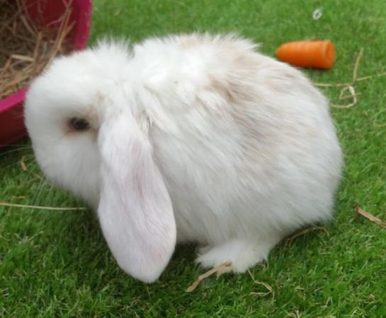 Image 3 of Giant French Lop babies - fully vaccinated 3 in 1