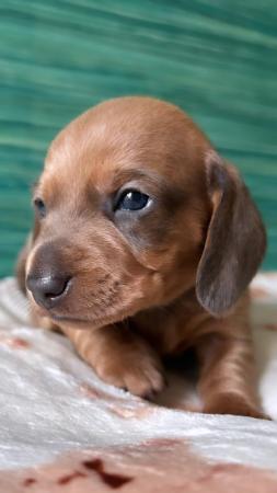 Image 8 of 4 beautiful dachshund puppies