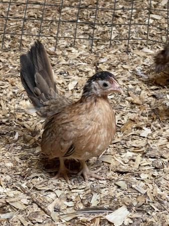 Image 10 of Serama chicks, lots of colours, various ages/prices