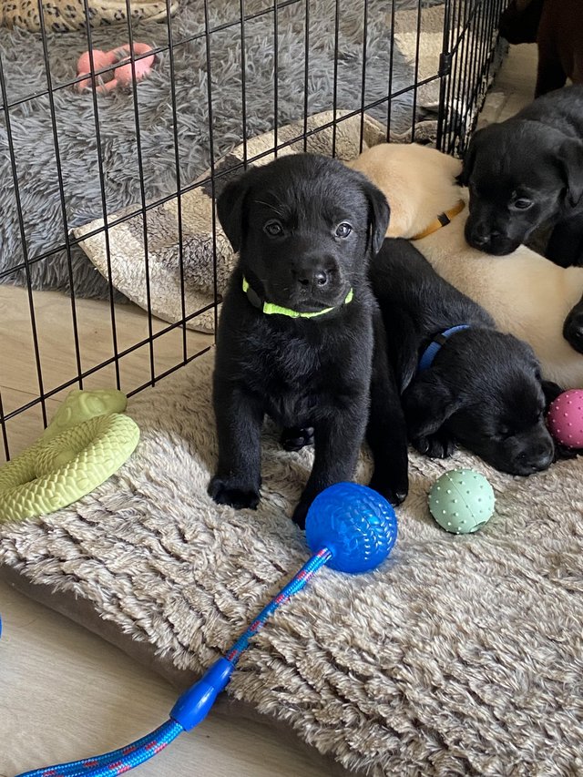 Preview of the first image of Beautiful Labrador retriever puppies - Cheshire.